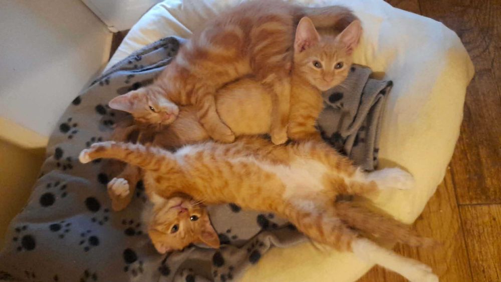 3 m. rude kotki do adopcji.