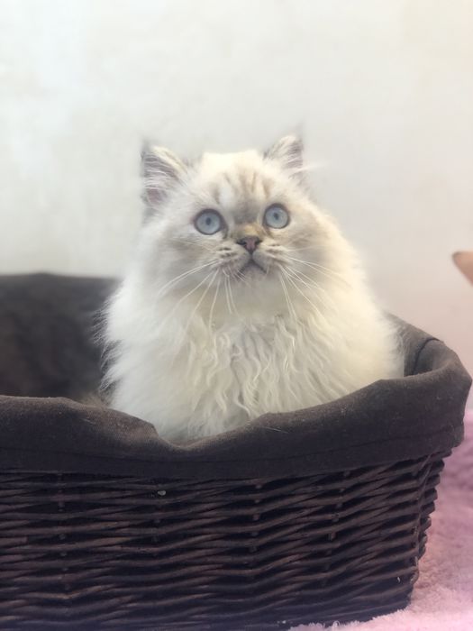 Пушистая красотка