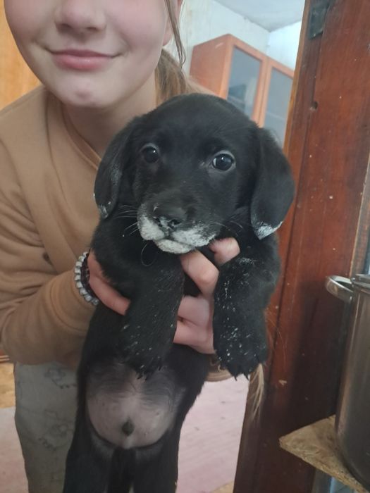 Собаки хлопчики в добрі руки безкоштовно