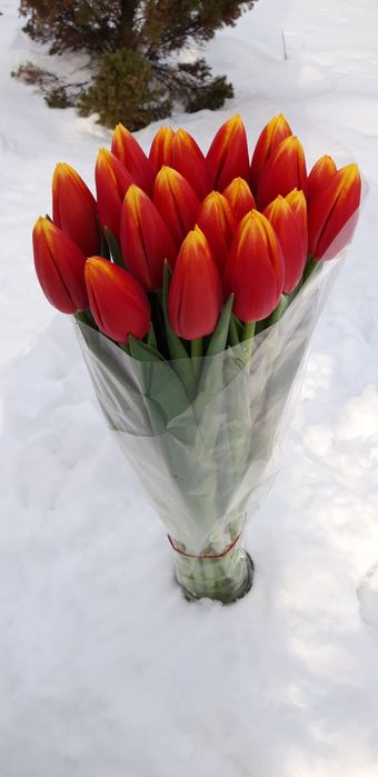 Тюльпани зріз, оптом.
