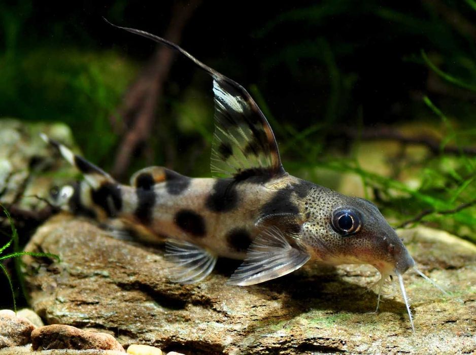 Giętkoząb ozdobny (Synodontis decorus) WYSYŁKA AKWAWIN
