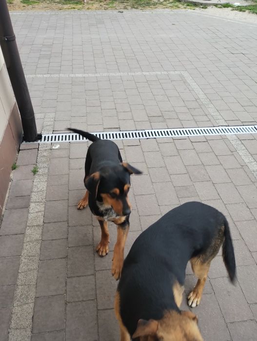 Oddam pieska za darmo