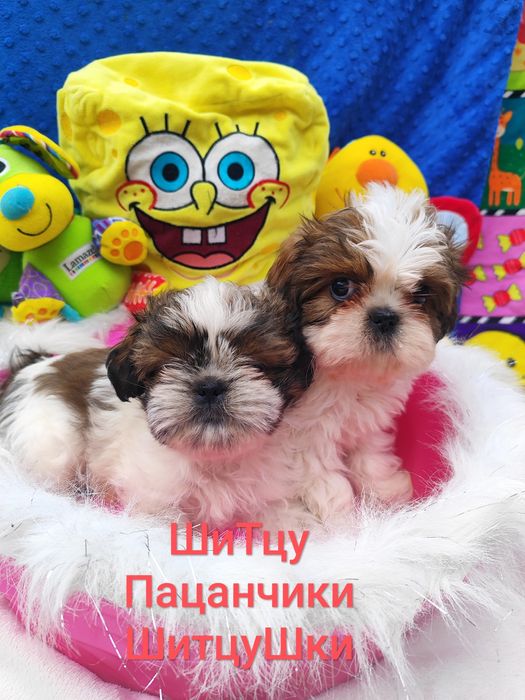 ШитцуШки.Красатунчики.Пацанчики