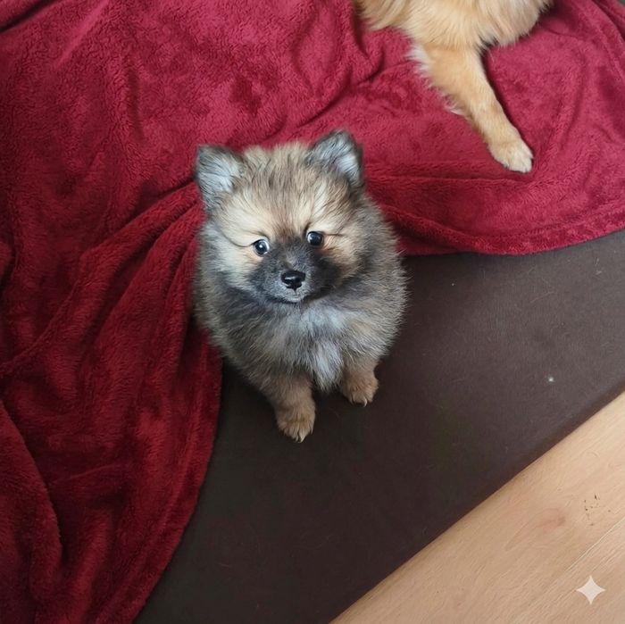 Продам хлопчик повністю щеплений