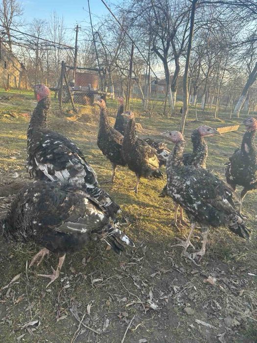 Індики домашні