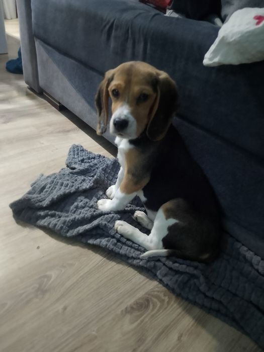 Beagle Szczenięta Rodowodowe