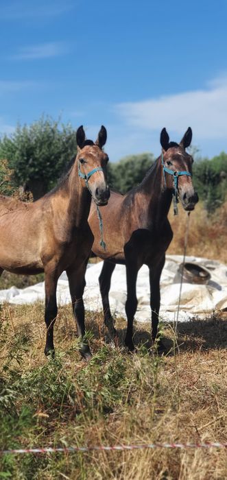 Belíssima poldra PSL ruça, Livro Azul Faz 2 anos a 25 de março