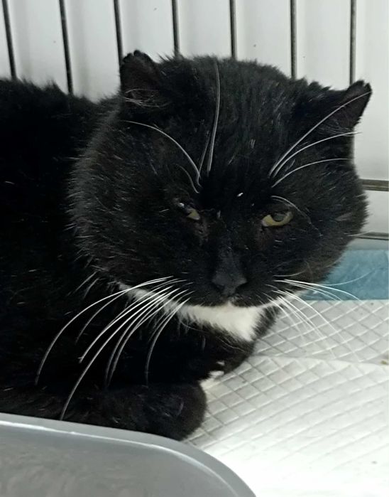 Romeo- dostojny kocurek z ulicy szuka domu