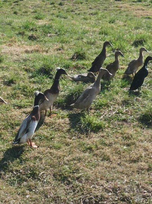 Biegusy indyjskie czubate