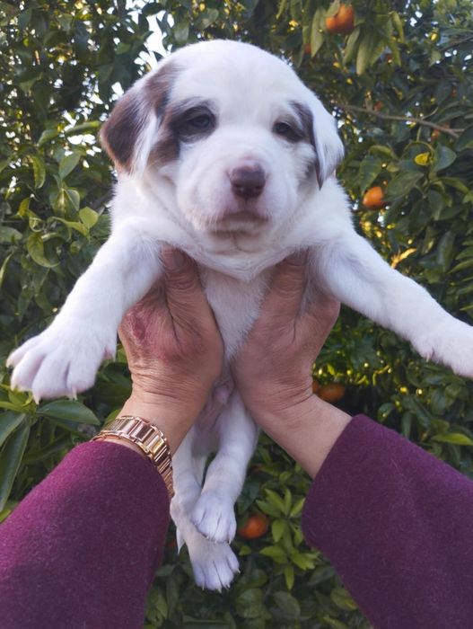 Simba para adoção muito responsável