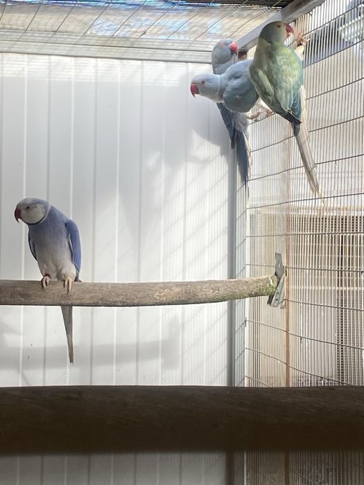 Ring Necks varias mutações