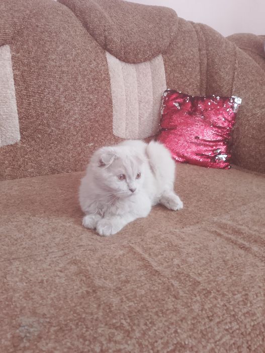 Кіт шотландський висловухий