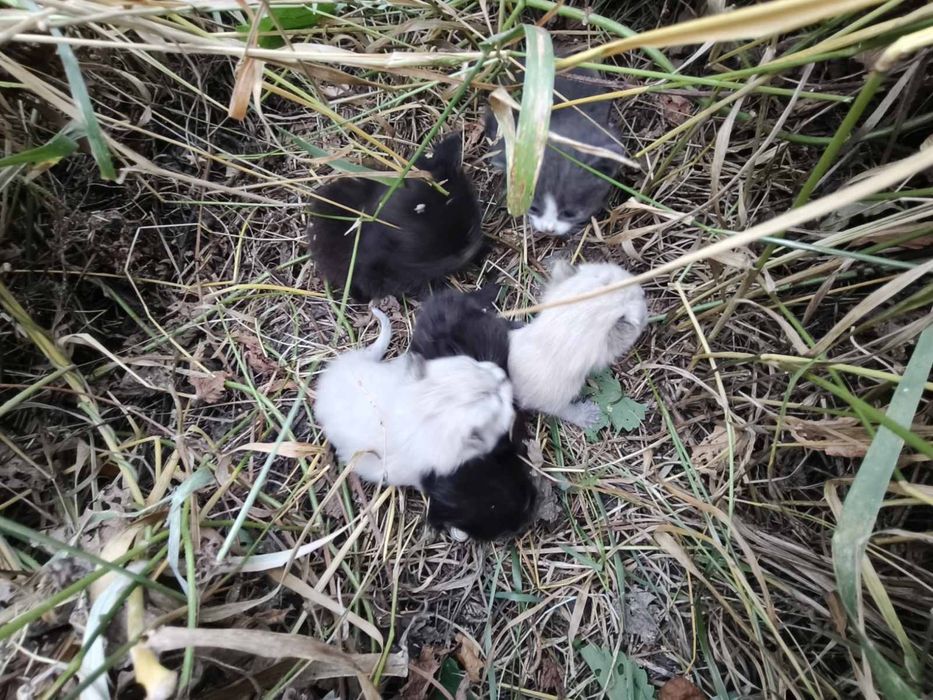 Шукаємо для кошенят новий дім