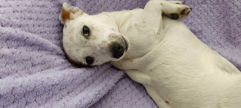 Jack Russell Terrier suczka Ur. 1.03.2026r.