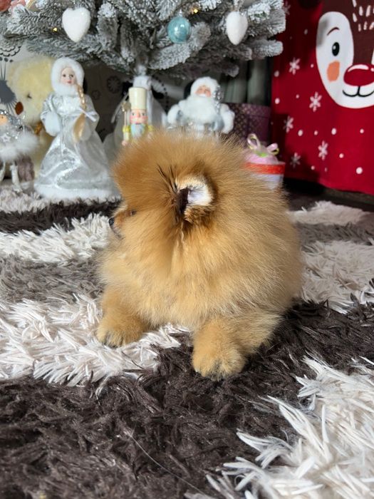 Ведмедик шпіц док КСУ