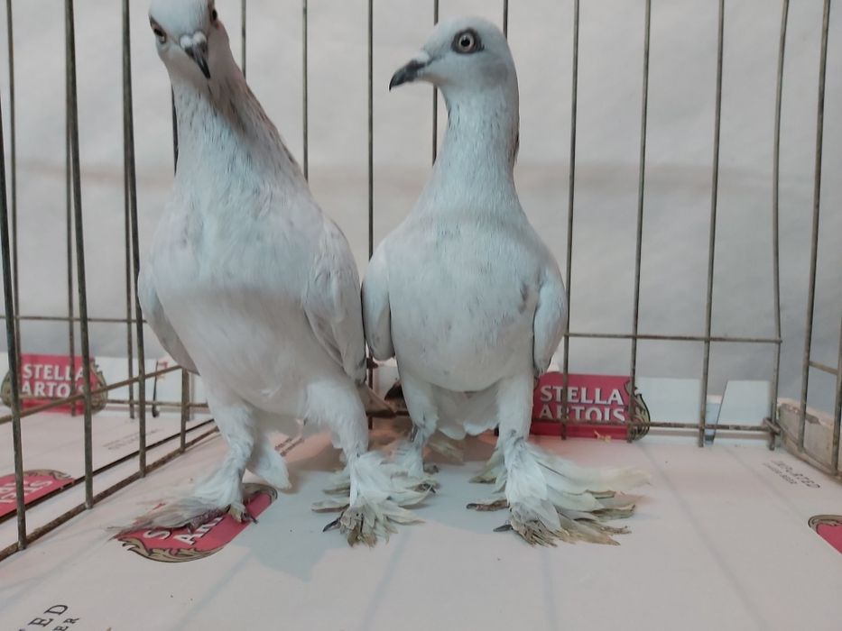 Gołębie Jasne Żałobne Kosmate