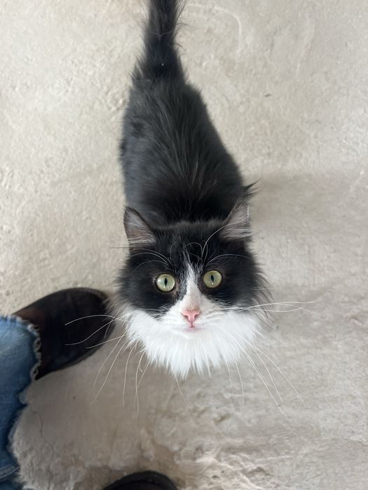 Гарний котик в добрі руки