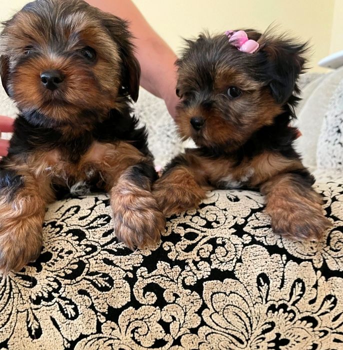 Продаються собачки йоркширський тер'єр