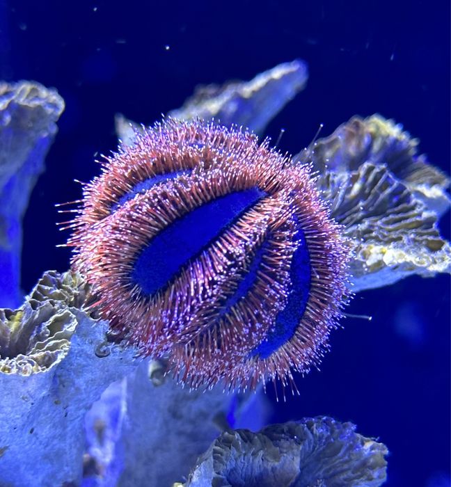 Jeżowiec Morski Mespillia globulus S/M Akwarium Morskie Wysyłka