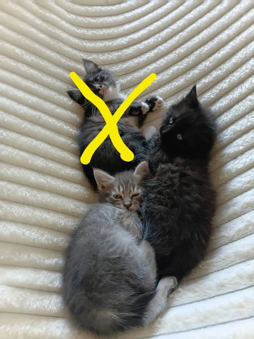 Віддам в хороші руки котиків