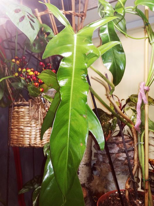 Philodendron Jerry Horne RZADKOŚĆ Filodendron Monstera kolekcjonerski