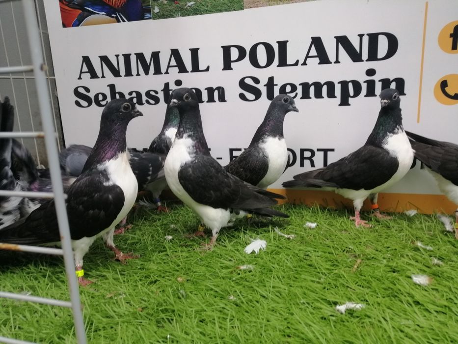 Gołębie. Czajki wiedeńskie. Czajka. Możliwy transport od 2 stycznia