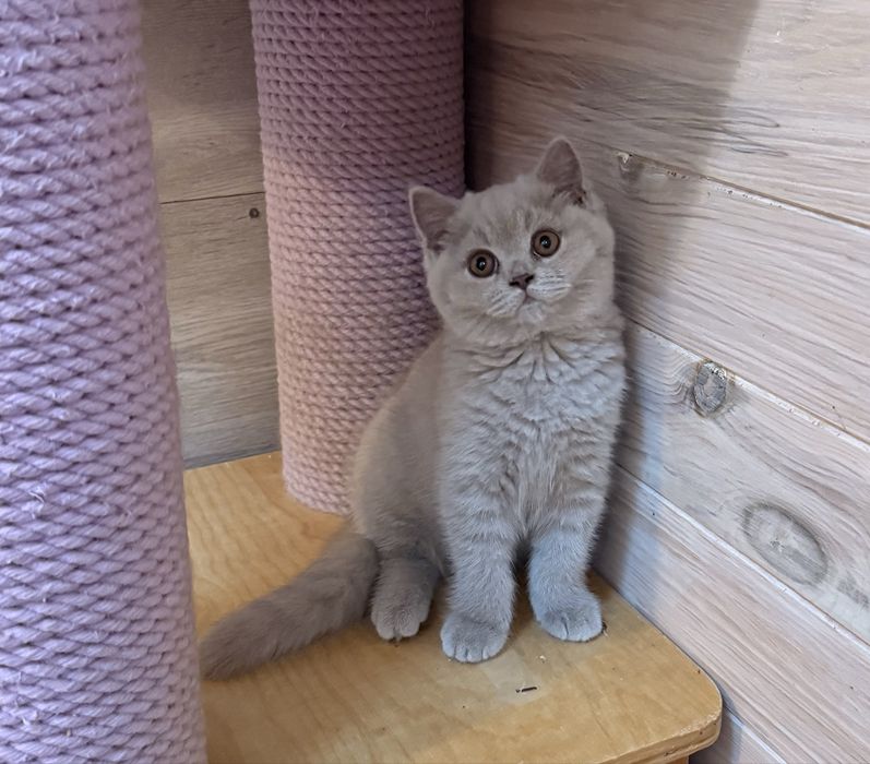 Menina british shorthair lilac