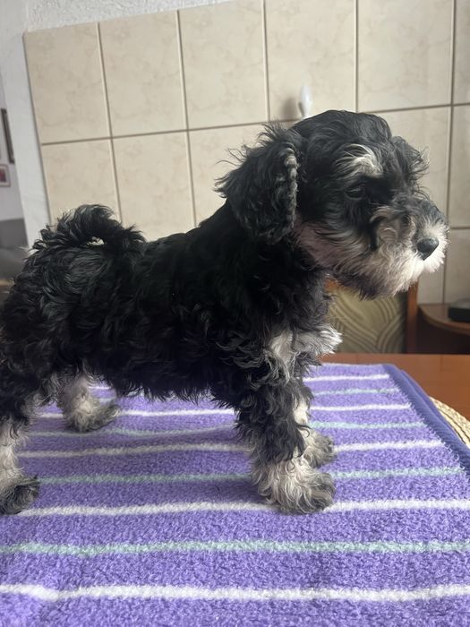 Sznaucerki miniaturki ZK w P FCI