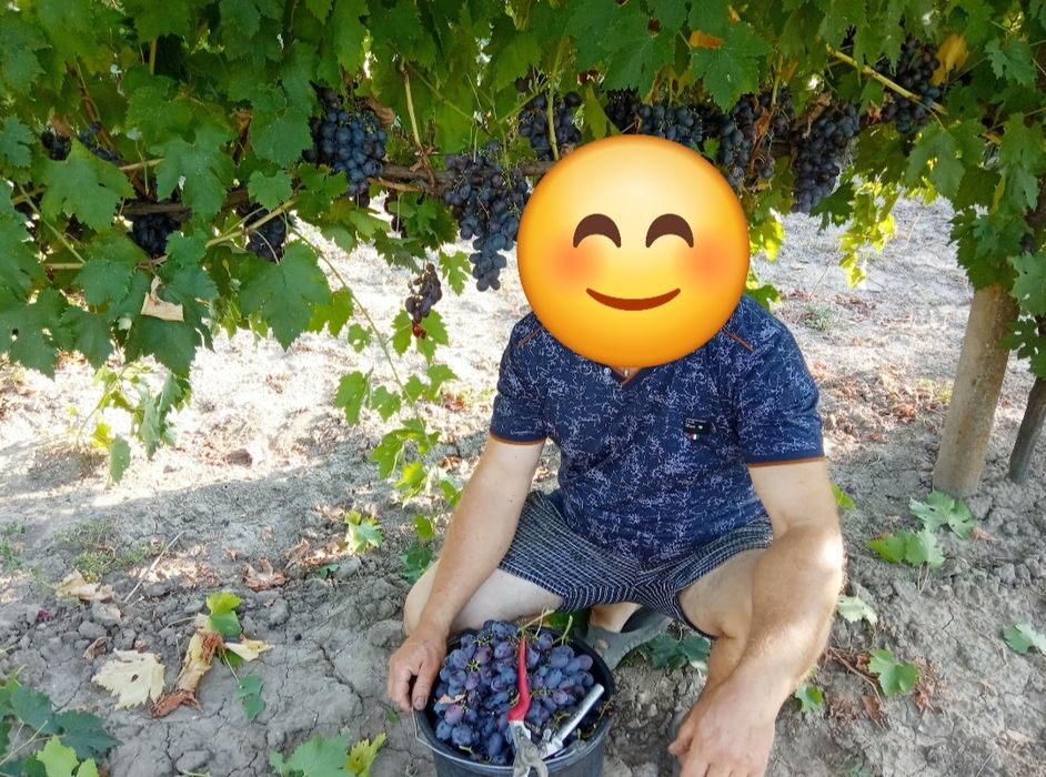 Лоза виноградна "чубуки"