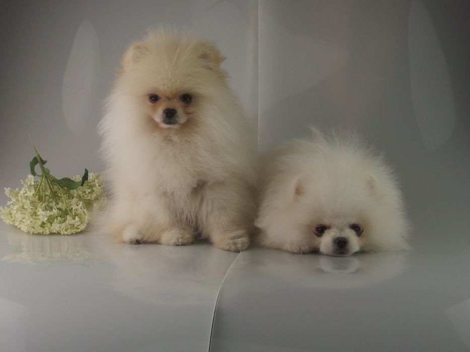 FCI# Pomeranian Szpic miniaturowy BIAŁY PIESEK
