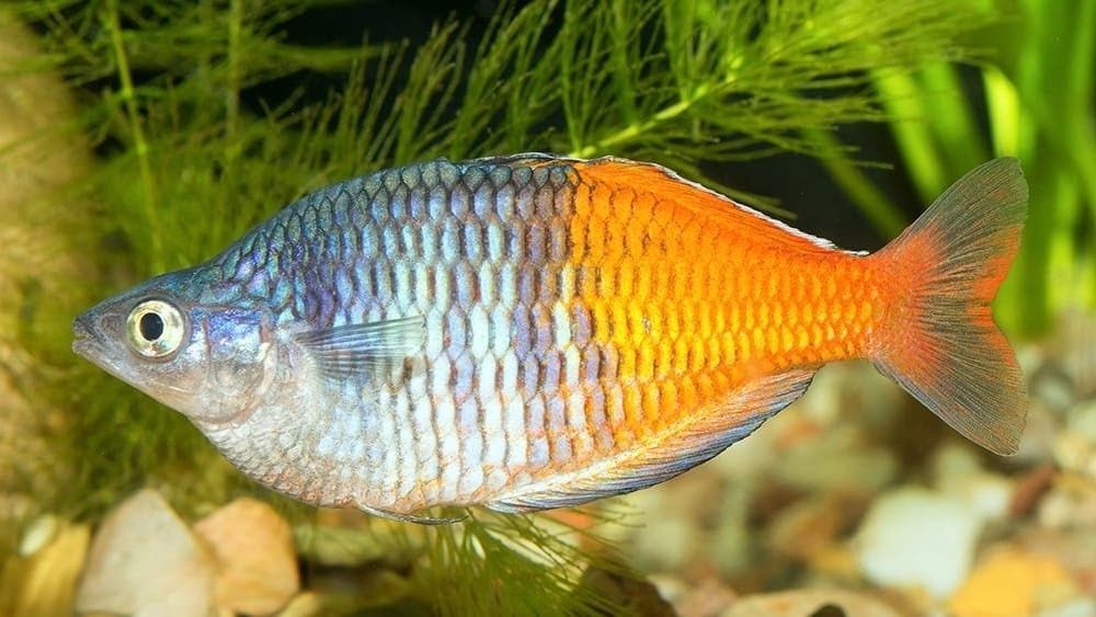 Tęczanka boesemana (Melanotaenia boesemani)