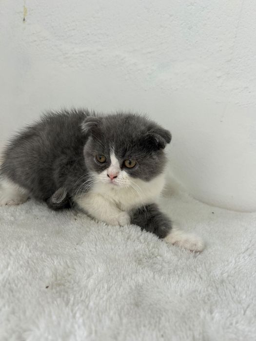 Scottish fold sublime