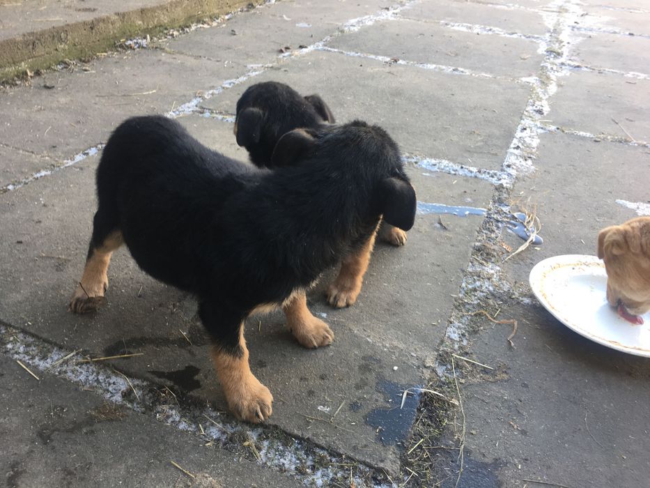 Віддам в добрі руки песики , собачка , цуценята ,