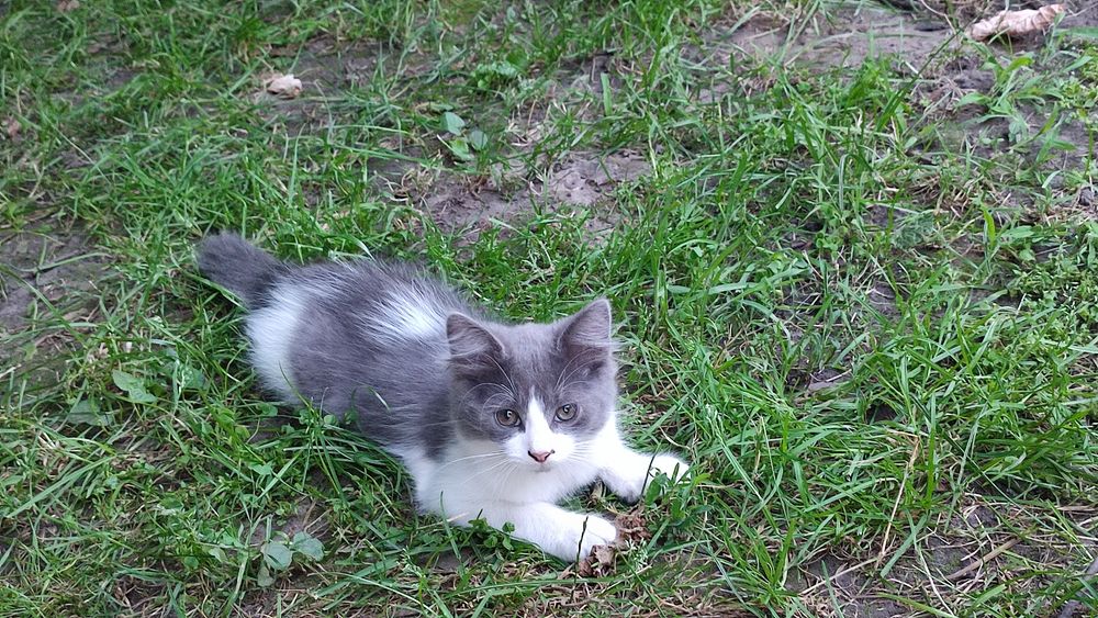 Кошенята шукають родину