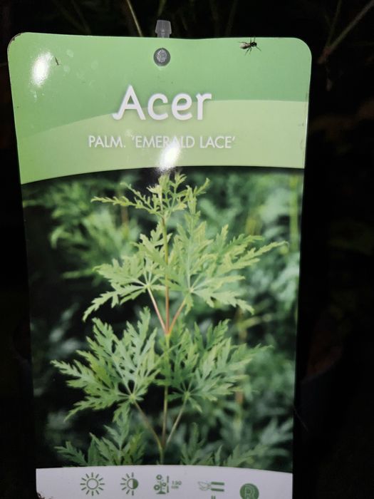 Variedades de acers palmatum