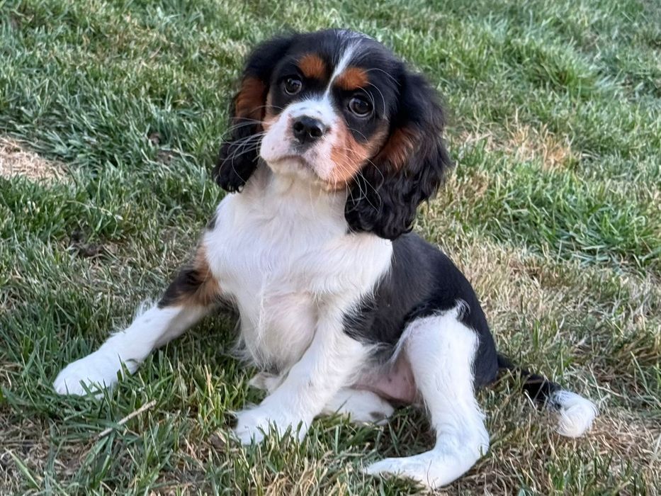 Suczka Cavalier King Charles Spaniel