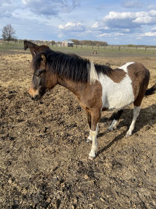 Ogier Hucuł Walientte Programowy