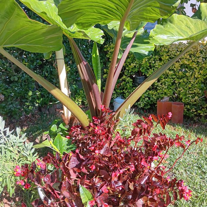 Plantas para jardins