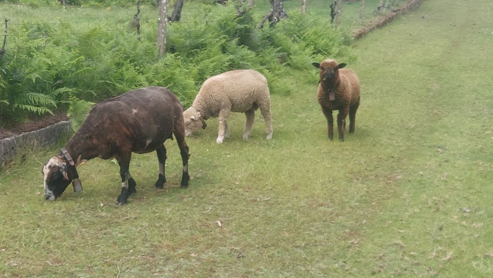 Borrego com 5 meses