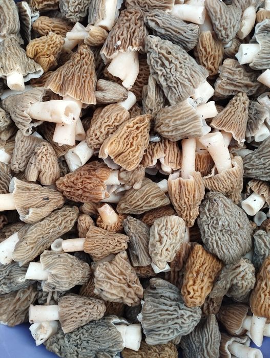 Сморчки дикорослі предзамовлення