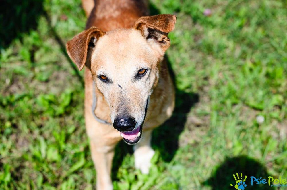 Piękny, sympatyczny psiak NORUŚ czeka na kochający domek!