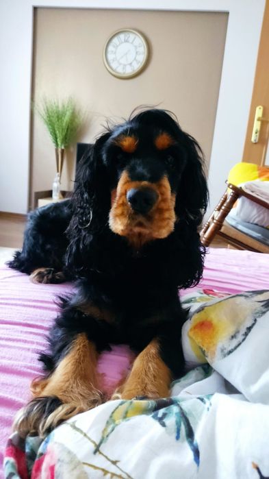Cocker spaniel suczka czekoladowa