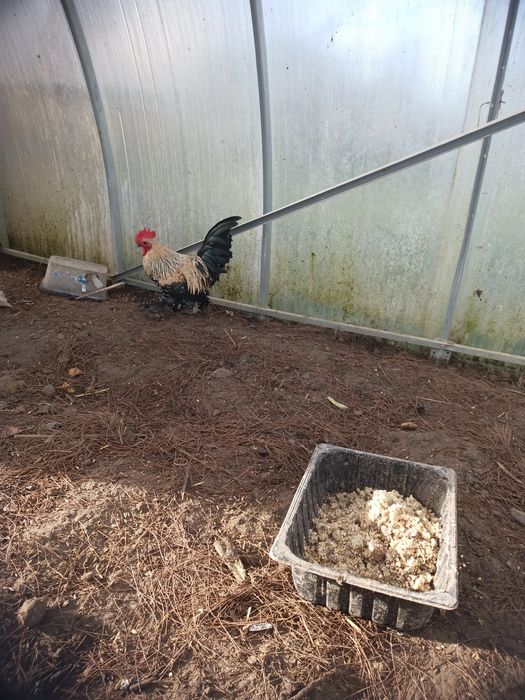 Kogut karzełek łapciaty