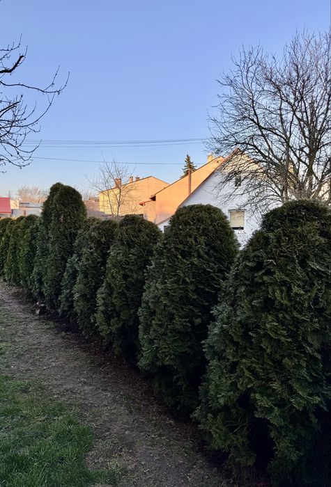 Tuja thuja szmaragd od 2 do 3 m