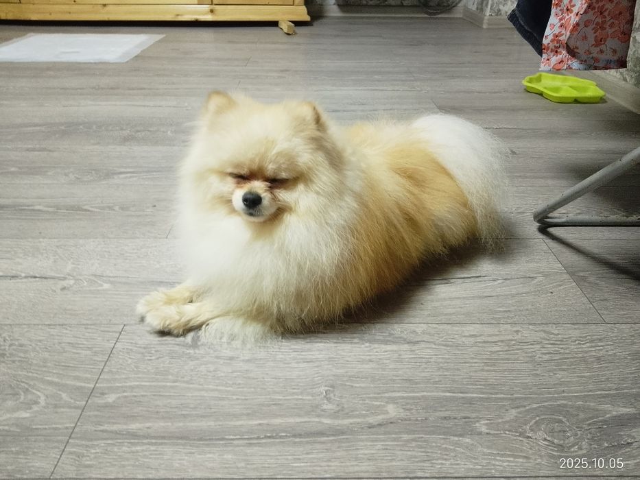 Померанський шпіц готовий до продажу