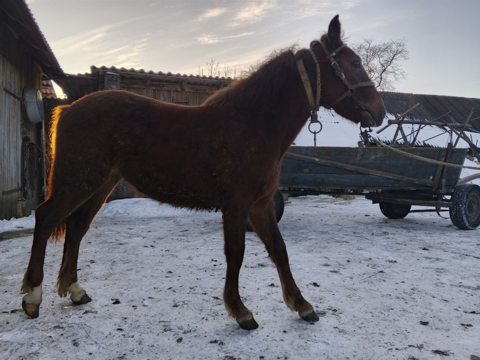 Продам лошицю молоду