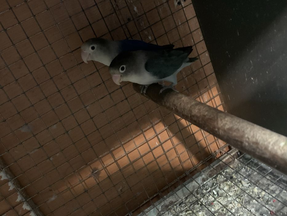 Alguns agapornis disponiveis