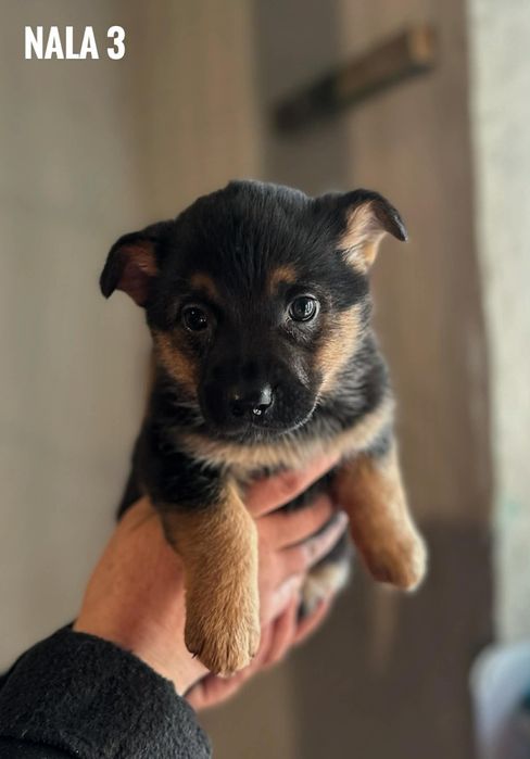 Szczeniaki szczenięta docelowo 10kg adopcja za darmo oddam