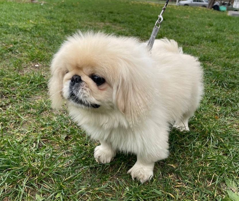 Кобель пекінес на вязку