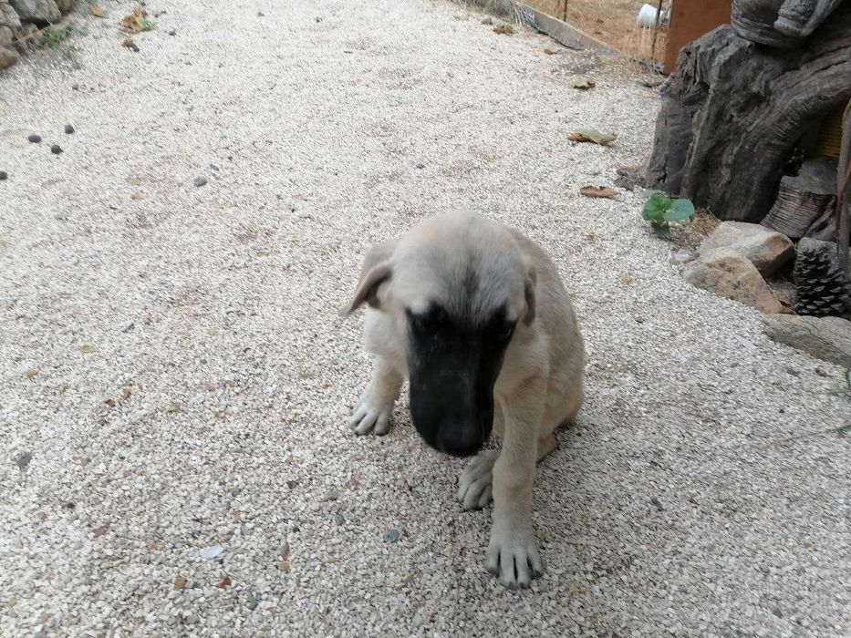 Cachorro Fêmea 3 meses para adoção